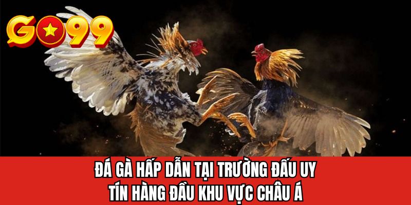 Đá gà hấp dẫn tại trường đấu uy tín hàng đầu khu vực châu Á
